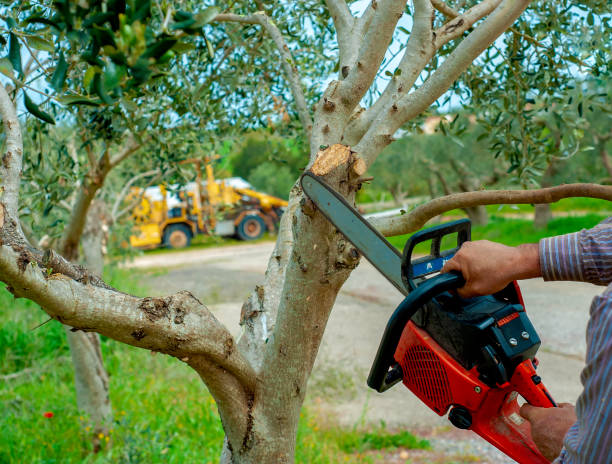 Tree Root Removal in Palm Beach Shores, FL